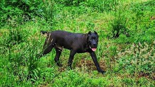 Preachers son demonstrates why Cane Corso puppies are NOT for everyone 