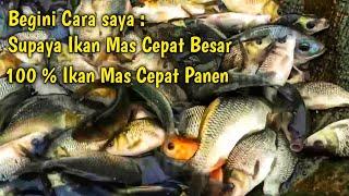 Cara Saya Supaya Ikan Mas Cepat besar  Langsung Praktek