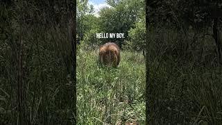 Two LIONS Approach  #lionpride #cat #fun #thelionwhisperer