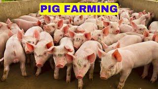Mind Blowing Million Dollars Modern Pork Processing Factory Technology. Pig Farming Agriculture Farm