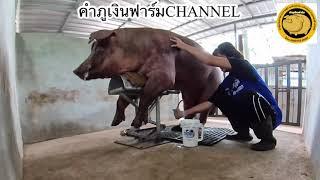 EP.128 Mr.Ben Duroc KPN 010ฝึกพ่อพันธุ์ขึ้นหุ่นseason2ข้อดีของการผสมเทียม@คําภูเงินฟาร์ม