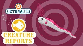 Octonauts Creature Reports - Oar Fish