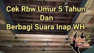 Cek rbw umur 5 tahun dan juga berbagi suara inap yang sudah terbukti di sukai burung walet