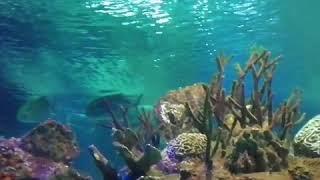 Под водой Акула Мурена
