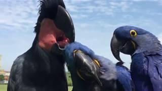 Unlikely & Rare Parrot Flock Hyacinth Macaws & Black Palm Cockatoo preening and relaxing in the sun