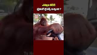 ఎవడ్రా వీడికి డ్రైవింగ్ లైసెన్స్ ఇచ్చింది ?  Ape Driving Car Video Goes Viral  TS News Digital