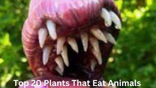 Top 20 Plants That Eat Animals