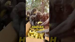 Reaksi lucu para monyet saat mendapatkan hadiah️