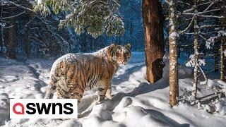 Endangered Amur tiger captured in a stunning camera trap picture  SWNS