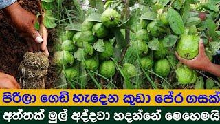 how we can grow a guava plant by rooting a branch an take harvest soon.