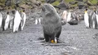 SEAL FUCKS PENGUIN REPEATEDLY