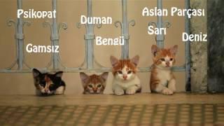 Başka Sinema Kedi Filmi Teaser