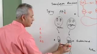 Blood Transfusion Reaction Part 13. Hematology.