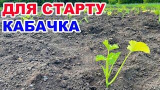 Чим підживити і обробити кабачки після висадки ? Кабачки через розсаду