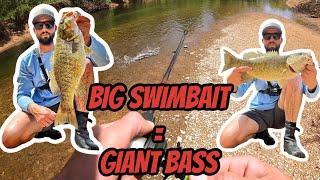 Big Swimbait For Giant Smallmouth  New Offical PB