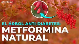  ¡CONTROLA la DIABETES CON ESTA MILAGROSA SUSTANCIA NATURAL