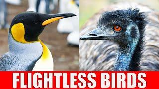 FLIGHTLESS BIRDS  Why Cant Some Birds Fly?