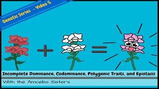 Incomplete Dominance Codominance Polygenic Traits and Epistasis