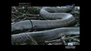 Reporters Notebook Jiggy Manicad explores the illegal Philippine cobra trade