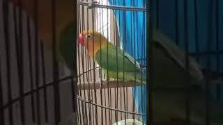 Suara Burung Lovebird #shorts