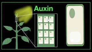 Major plant hormones & how to remember  Control & Coordination  Biology  Khan Academy