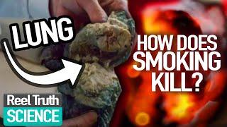 BIGGEST Consumer KILLER? The Seduction of SMOKING  Ep 1  Science Documentary  Reel Truth Science