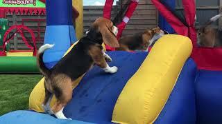 Cute Puppy Surprised with Bounce House Party