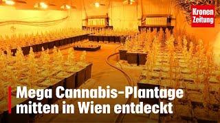 Mega Cannabis-Plantage mitten in Wien entdeckt  krone.at NEWS