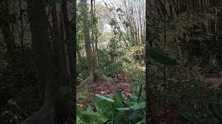 tebang #creciaelka #newvideo #shortvideo #shorts #tebangkayu #tebang_pohon #tree #trees #live #life