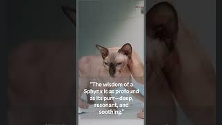  Unveiling the 5 Most Hilarious and Heartwarming Sphynx Cat Quotes 