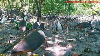 terlalu banyak burung ruak ruak di sini poin terus sampai tidak di kasih waktu istirahatbird trap