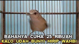 SEMURAH INI SIPENYIUL MERDU  HARGA PULUHAN SERASA RAWAT BURUNG JUTAAN