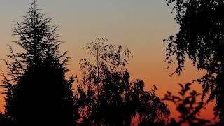 10 Hours Trees at Dusk #3 - Video & Soundscape 1080HD SlowTV