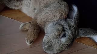 Continental Giant Rabbit Nap