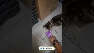 KASIH MAKAN KUCING DENGAN WHISKAS LAHAP BENER