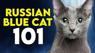 Russian Blue Cat 101 - Learn ALL About Them
