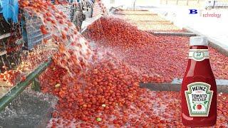 How Tomato Ketchup Is Made Tomato Harvesting And Processing Process With Modern Technology