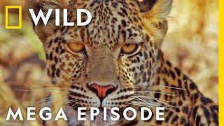 The Fight for Survival  Savage Kingdom MEGA EPISODE  Season 2 Full Episodes