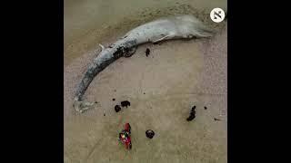 Fin whale washes up dead on southern Israel beach