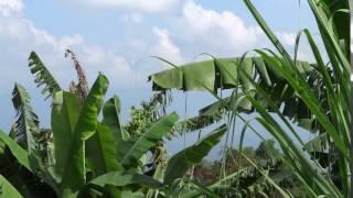 sajek valley banana treesrangamati