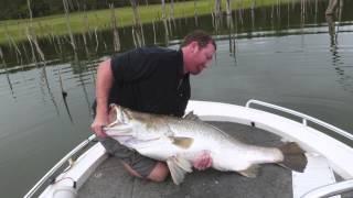 Tinaroo Barramundi 123cm & over 60 pound