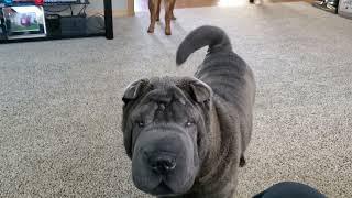 Sharpei fight