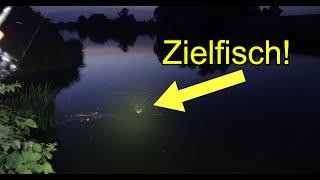 Angeln am Fluss auf Aal und Wels mit Tauwurm und Köderfisch Mit Livebiss