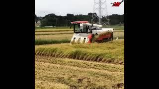 rice harvester  mesin panen padi combine harvester