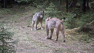 Lynx Vs Wolf Pertarungan antara Kucing Hutan Melawan Serigala