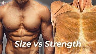 Strength vs Hypertrophy The Science of Building Muscle