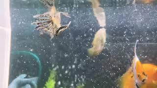 Butterfly fish RARE #TropicalFish #Aquarium