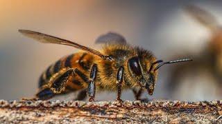 Причина гибели пчёл после весеннего облёта. Мнений много а истина одна.