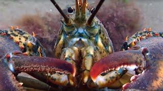 Lobsters Battle for a Breeding Pit  Blue Planet  BBC Earth