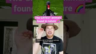 The Gayest Animals Found in Nature #shorts